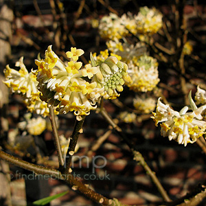 Edgeworthia Chrysantha