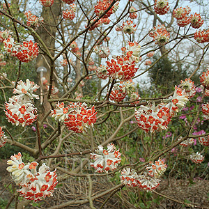 Edgeworthia Chrysantha 'Red Dragon'