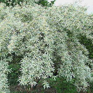 Elaeagnus Angustifolia - Russian Olive