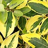 Elaeagnus Ebbingei - Guilt Edge