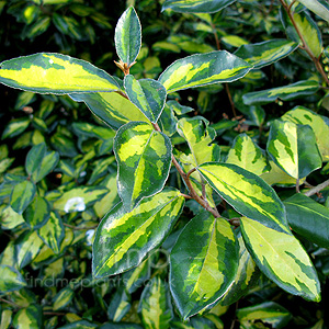 Elaeagnus X Ebbingei 'Limelight' - Elaeagnus