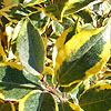 Elaeagnus Ebbingei - Gilt Edge