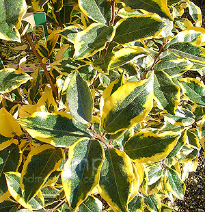 Elaeagnus Ebbingei 'Gilt Edge' - Oleaster