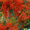 Embothrium Coccineum