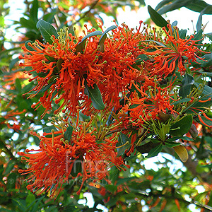 Embothrium Coccineum - Chilean Fire Bush