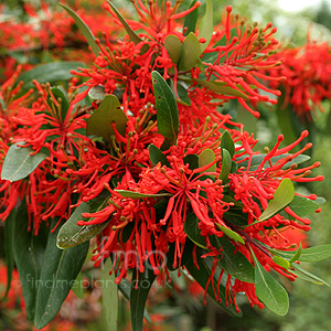 Embothrium Lanceolatum Norquinco - Chilean Fire Bush