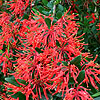 Embothrium Lanceolatum - Norquinco