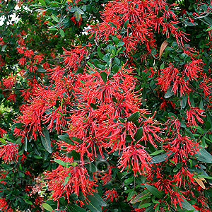 Embothrium Lanceolatum - Chilean Fire Bush