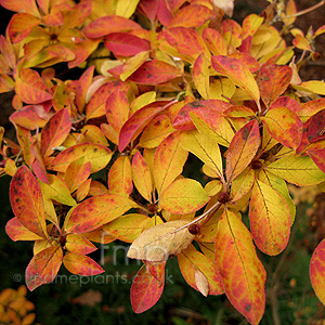 Enkianthus Campanulatus 'Alboflorus'