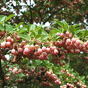 Enkianthus Campanulatus