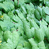 Epimedium Berralchicum