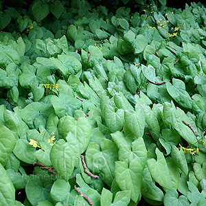 Epimedium Berralchicum - Epimedium