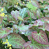 Epimedium Frohnleiten