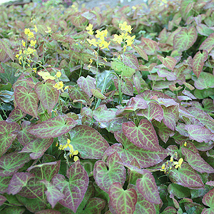 Epimedium Frohnleiten