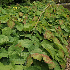 Epimedium X Perralchicum 'Frohnleiten'