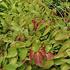 Epimedium Rubrum