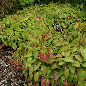 Epimedium Rubrum - Bishops Hat