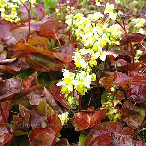 Epimedium X Versicolor  'Sulphureum'