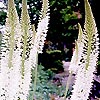 Eremurus Himalaicus