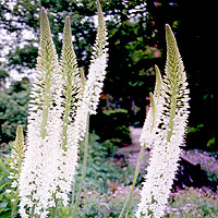 Eremurus Himalaicus - Foxtail Lily, Eremurus