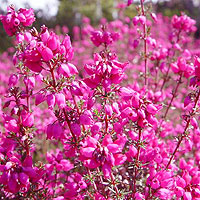 Erica Cinerea 'C.D Eason' - Heather