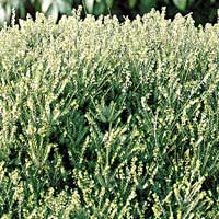 Erica X Darleyensis 'Mediterranean' - Heather