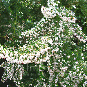 Erica Arborea 'Alpina' - Tree Heather
