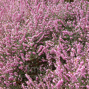 Erica X Darleyensis 'Arthur Johnson' - Heather