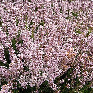 Erica Cinerea 'Hookstone Lavender'