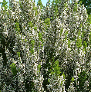 Erica Lusitanica - Tree Heather