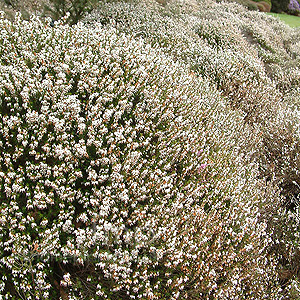 Erica X Darleyensis 'Silberschmelze'