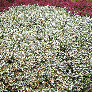 Erica Carnea 'Springwood White' - Heather