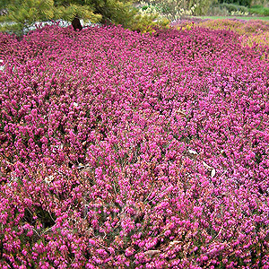 Erica Carnea 'Vivelli' - Heather