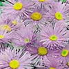 Erigeron Speciosus