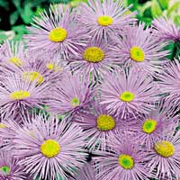 Erigeron Speciosus