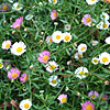 Erigeron Karvinskianus