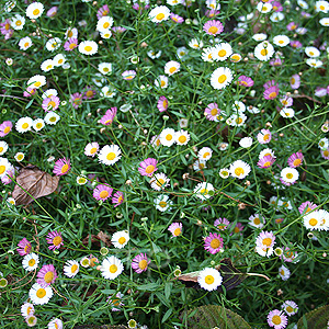 Erigeron Karvinskianus - Fleabane