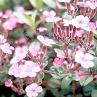 Erodium Manescavii