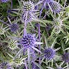 Eryngium Tripartitum