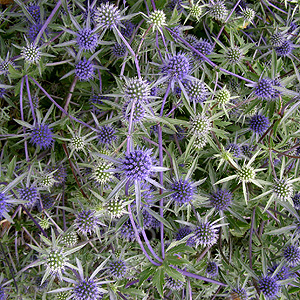 Eryngium Tripartitum - Eryngium