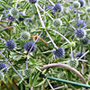 Eryngium Planum - Blackappe