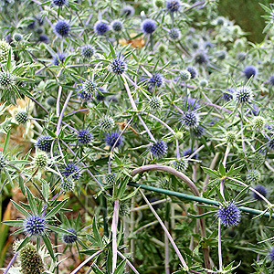 Eryngium Planum 'Blackappe - Eryngium