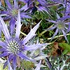 Eryngium Bougatti - Picos Blue