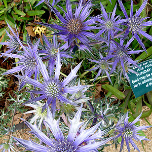 Eryngium Bougatti 'Picos Blue' - Eryngium