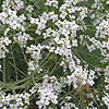 Eryngium Exemum