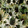 Eryngium Giganteum