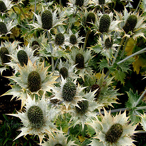 Eryngium Giganteum - Eryngium