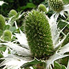 Eryngium Giganteum - Silver Ghost