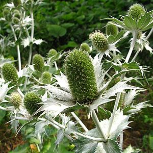 Eryngium Giganteum 'Silver Ghost' - Sea Holly, Eryngium