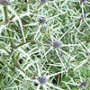 Eryngium Tricuspidatum